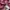 Timberland Vintage Formal shirt Pria red photo 5