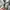 Calvin Klein Luxury Fur coat Pria multicolor photo 6