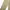 Dickies Double Knee Khaki Size 38x photo 4