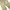 Dickies Double Knee Khaki Size 38x photo 5