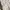 Columbia Y2K Sportswear Pria cream photo 7