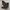 Converse Chuck Taylor All Star With Platform Zebra 