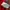 Converse Casual T-shirt Pria red photo 5