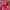 Adidas Casual Sneakers Wanita pink photo 5