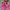 Adidas Casual Sneakers Wanita pink photo 3