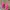 Adidas Casual Sneakers Wanita pink photo 2