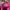 Adidas Casual Sneakers Wanita pink photo 6