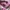 Topi Nylon 5-Panel HETHERMENT 'PLAYER' - Edisi Pink Vintage photo 7