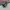 Vans Sk8 Low OG Black White photo 3
