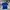 JERSEY LIONSXII