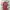 Morocco Home Shirt/Jersey 2022