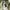 Dickies Realtree Carpenter photo 6