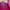 Jaket Windbreaker Prospecs Pink Original photo 7