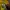 Adidas Y2K Sportswear T-shirt Pria green yellow photo 5
