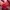 Coach Luxury Minimalist Bags & purse Wanita burgundy red photo 3