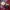 Coach Luxury Minimalist Bags & purse Wanita burgundy red photo 6