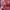 Coach Luxury Minimalist Bags & purse Wanita burgundy red photo 5