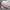 Tumbler Corkcicle Original Sport Canteen Candy Glitter Pink