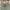 Shein Lolita Coquette Wanita green khaki photo 2
