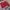 Carhartt Vintage T-shirt Pria red photo 3