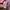 Beams Casual Formal shirt Pria pink photo 4
