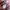 Beams Casual Formal shirt Pria pink photo 5
