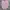 Beams Casual Formal shirt Pria pink photo 1