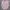 Beams Casual Formal Shirt Pria Pink