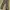 lp dickies skiny tapper khakis photo 1
