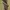 lp dickies skiny tapper khakis photo 2