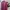 Vintage Magenta long-sleeve shirt photo 3