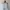 Lolita Casual Shirt Wanita white photo 1