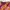 Y2k Vallend Ruffel Mesh Tee Multicolor 00s photo 6