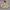 Jacket M65 Japanese Drammaker Military Eagle photo 1