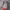 Under Armour Undeniable II Backpack photo 2