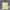 Adidas Trefoil Yellow