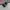 Vans Authentic OG Skate Pro Black photo 3