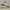 Adidas Yeezy Boost 350 V2 Cream