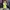 Bershka Casual Midi dress Wanita green photo 1