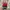 Vintage Streetwear Hat Pria Red Black