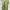 Fairy Evening Dress Wanita Green