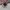 Puma Speedcat Ballet OG Lovelace Pink photo 3