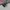 Puma Speedcat Ballet OG Black White photo 3