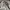 MUSINSA STANDARD Indie Minimalist Harrington jacket Pria cream photo 3