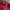Lacoste Luxury Casual Windbreaker Pria burgundy red photo 2