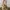 Coach Vintage Y2K Shoulder bag Wanita cream yellow photo 3