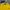 Vanquish & Fragment Sportswear Casual Short Pria yellow photo 3