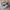Salomon Gorpcore Sneakers Pria white tan photo 1