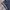 Polo Shirt Tommy Hilfiger Tipped Navy photo 4