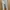 Celana TOPMAN Stretch Skinny